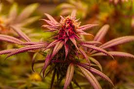 A Comprehensive Guide to Cannabis Seeds Ohio A Comprehensive Guide to Cannabis Seeds Ohio