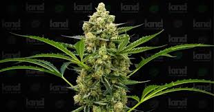 A Comprehensive Guide to Cannabis Seeds Ohio A Comprehensive Guide to Cannabis Seeds Ohio